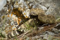 Western rattlesnake in defensive pose by rocks outdoors. — Stock Photo