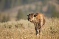 Bison des prairies juvéniles broutant dans la prairie du parc national Yellowstone, Montana, États-Unis — Photo de stock