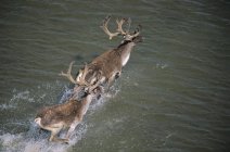 Karibu-Hirsche überqueren Wasser in Neufundland, Kanada. — Stockfoto