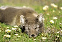 Arctic fox sleeping on green meadow with flowers, close-up. — Stock Photo