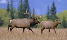 Pair of elks walking on meadow in Alberta, Canada. — Stock Photo