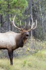 Bull elk bugling in forest of Alberta, Canada. — Stock Photo