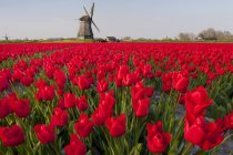 Campo de tulipas vermelhas e moinhos de vento perto de Obdam, Holanda do Norte, Países Baixos — Fotografia de Stock