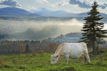 Rinder im Tal im nebligen Hinterland von Saint-Irenee, Charlevoix, Quebec, Kanada — Stockfoto