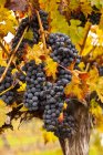 Uvas Cabernet Sauvigion em vinhas prontas para a colheita, close-up . — Fotografia de Stock