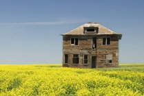 Verlassenes Bauernhaus und Rapsfeld in der Nähe des Marktführers, saskatchewan, Kanada — Stockfoto