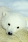 Close-up de filhote de urso polar descansando no Ártico do Canadá — Fotografia de Stock