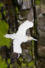 Northern gannet flying along rocky coastline. — Stock Photo