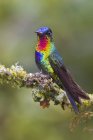 Farbenfroher feuerkehliger Kolibri thront auf einem Ast in Costa Rica. — Stockfoto