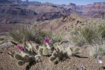 Flowering Mojave prickly pear cactuses growing at Tanner Trail of Grand Canyon, Arizona, USA — Stock Photo