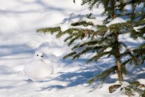 Willow ptarmigan sitting in white snow under fir tree. — Stock Photo
