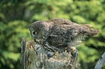 Adult great gray owl and owlets nesting atop poplar stump. — Stock Photo