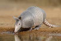 Armadillo drinking at water hole in Texas, United States of America — Stock Photo