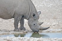 Endangered black rhinoceros drinking water in Etosha National Park, Namibia, southern Africa — Stock Photo