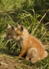 Kits de raposa vermelha sentado na grama prado verde . — Fotografia de Stock