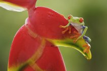 Rana arborícola de ojos rojos posada en planta exótica en Costa Rica - foto de stock