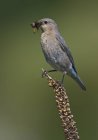 Oiseau bleu de montagne avec capturé dans le bec perché sur la plante — Photo de stock