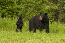 Wild American black bear with cub walking in flowering and grassy meadow near Lake Superior, Ontario, Canada — Stock Photo