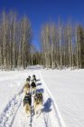 Visão traseira de cães trenó na estrada de floresta na região Cariboo da Colúmbia Britânica, Canadá — Fotografia de Stock