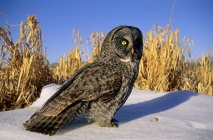 Adult great gray owl standing in snow covered country meadow. — Stock Photo