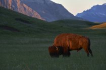 Buffalo pastando en la luz de la mañana, Waterton Lakes National Park, Alberta, Canadá - foto de stock