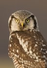 Falco gufo boreale che guarda in camera, ritratto . — Foto stock