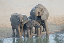 Elefanti africani che bevono alla pozza d'acqua nel Parco Nazionale di Etosha, Namibia — Foto stock