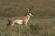 Antilope Pronghorn che si muove attraverso le praterie del Custer State Park, Dakota del Sud, Stati Uniti . — Foto stock