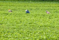 Lavoratori che raccolgono fragole in una fattoria nella Cowichan Valley vicino Duncan, Vancouver Island, Columbia Britannica, Canada . — Foto stock