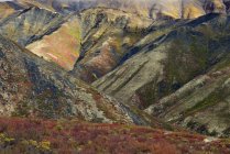 Fogliame autunnale di prato nelle montagne del Tombstone Territorial Park, Yukon Territory, Canada — Foto stock
