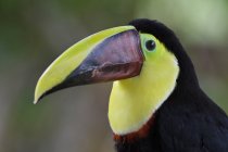Oiseau toucan mandibé de châtaignier à l'extérieur au Costa Rica . — Photo de stock