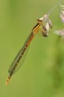 Western forktail dragonfly perched on flowers in meadow, close-up. — Stock Photo