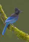 Close-up of Steller jay bird perching on lichen covered branch. — Stock Photo