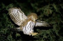 Northern pygmy owl in flight landing in rain forest — Stock Photo
