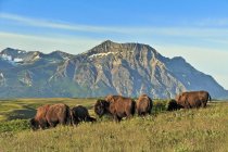 Herd of plains bisons in alpine meadow of Waterton Lakes National Park, Alberta, Canadá — Fotografia de Stock