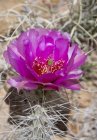 Крупним планом квітуча рослина Opuntia basilaris cactus — стокове фото