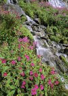Fleurs de singe Lewis poussant par ruisseau dans le parc provincial Joffre, Colombie-Britannique, Canada — Photo de stock