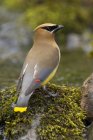 Cedar waxwing bird perched on mossy stones. — Stock Photo