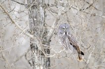Grande gufo grigio criptico appollaiato nei rami degli alberi nella foresta invernale . — Foto stock