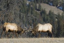Bull elks fighting for dominance during mating season on meadow of Jasper National Park, Alberta, Canada. — Stock Photo