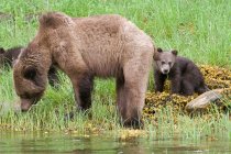 Grizzly bear with cubs standing on meadow by water. — Stock Photo