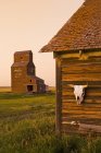 Nahaufnahme von Kuhschädel an altem Haus mit Getreideaufzug in Geisterstadt Bents, saskatchewan, canada — Stockfoto