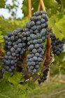 Raisins Merlot mûrs poussant dans le vignoble, gros plan . — Photo de stock