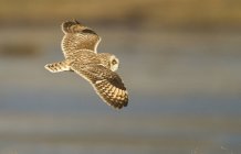 Short-eared owl in flight with spread wings. — Stock Photo