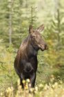 Moose standing in forest of Rocky Mountains, Alberta, Canada — Stock Photo