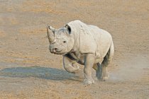 Rinoceronte negro ameaçado de extinção andando no Parque Nacional de Etosha, Namíbia — Fotografia de Stock