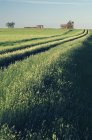 Брошенные фермерские дома в зеленом поле с рельсами рядом с Лидером, Саскачеван, Канада — стоковое фото