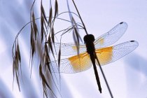 Libelle fliegt zwischen Gras, Nahaufnahme. — Stockfoto