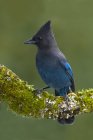 Крупним планом блакитний Стеллер джей птах, що вбирається на криту гілку моху . — стокове фото