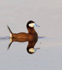 Pato rabugento macho nadando na lagoa com reflexão na água . — Fotografia de Stock
